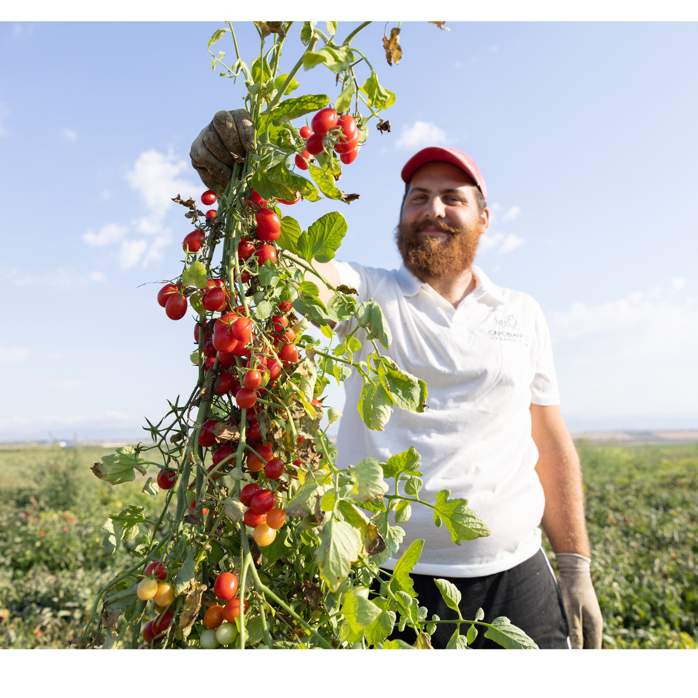 Kleine rote Tomaten "Quorum" 314ml Tradizionale - CAPOBIANCO