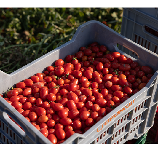 Kleine rote Tomaten "Quorum" 314ml Tradizionale - CAPOBIANCO