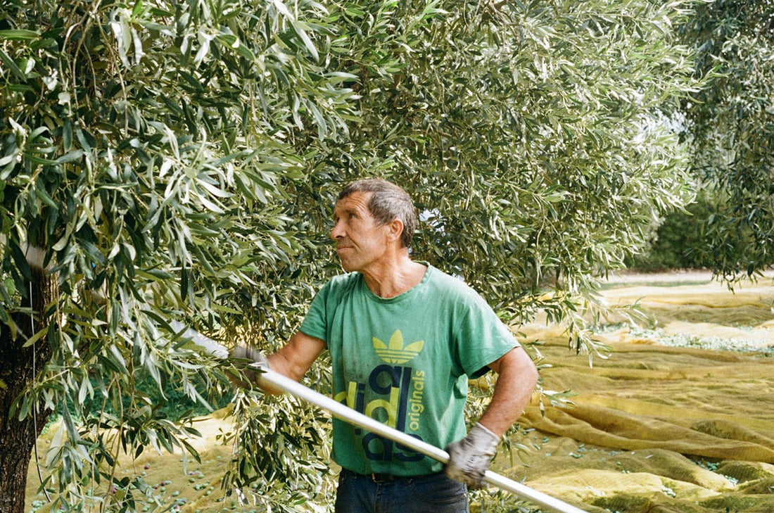 Natives Olivenöl extra - oder auch Extravergine genannt: Immer eine Garantie?