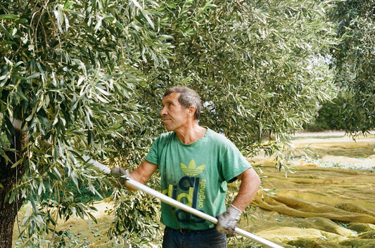 Natives Olivenöl extra - oder auch Extravergine genannt: Immer eine Garantie?